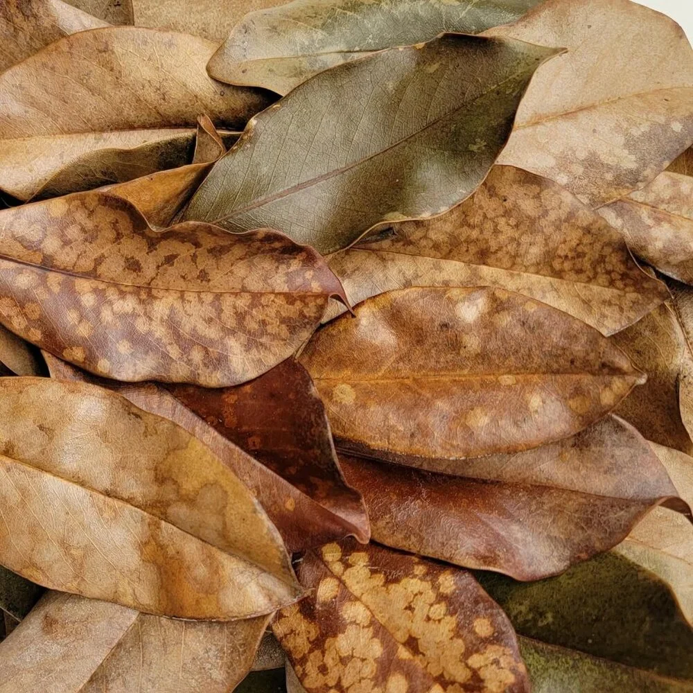 Magnolia Leaf Litter, 30-35 Premium Bioactive Enclosures, Reptiles, Amphibians